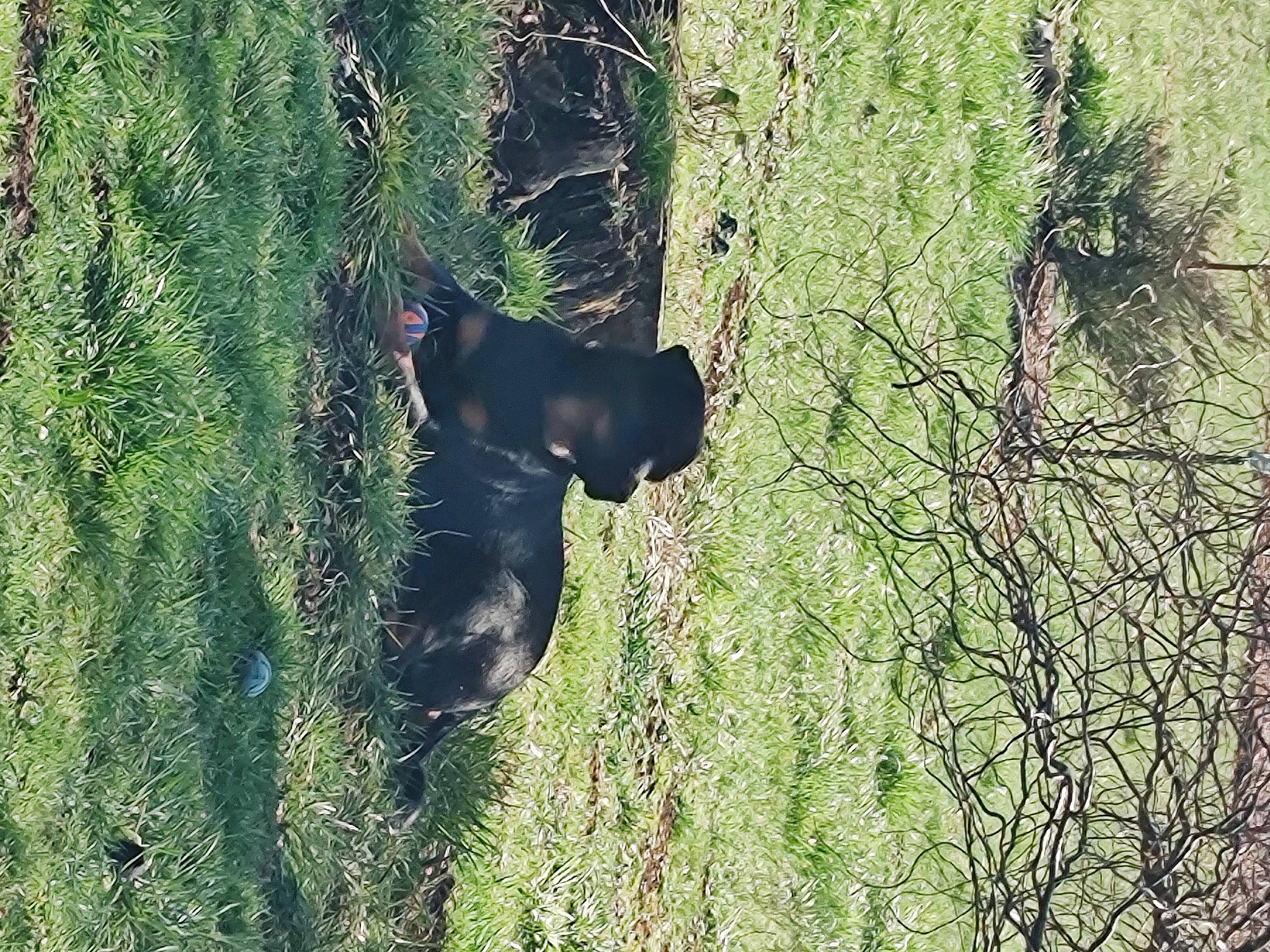 Rose joined the competition — help win amazing prizes! american_black_bear, carnivore, forest, fur, grass, grassland, jungle, landscape, natural_landscape, natural_material, plant, shrub, shrubland, terrestrial_animal, terrestrial_plant, tints_and_shades, tree, trunk, wildlife, wood