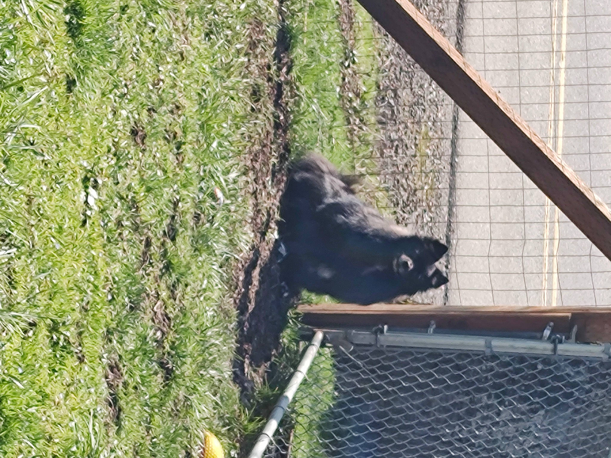 Bear joined the competition — help win amazing prizes! dog_breed, fur, grass, groundcover, mesh, plant, snout, sporting_group, tail, terrestrial_animal, trunk, wildlife, wire_fencing, wood, working_animal, zoo