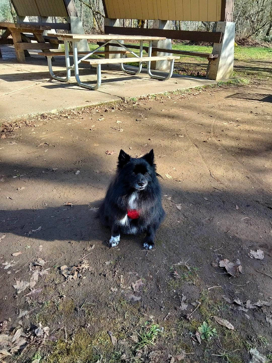 Bear is registered to the contest to win money with this photo: asphalt, bench, carnivore, companion_dog, dog, dog_breed, felidae, grass, outdoor_furniture, plant, road_surface, shade, shadow, small_to_medium_sized_cats, soil, sporting_group, tail, tints_and_shades