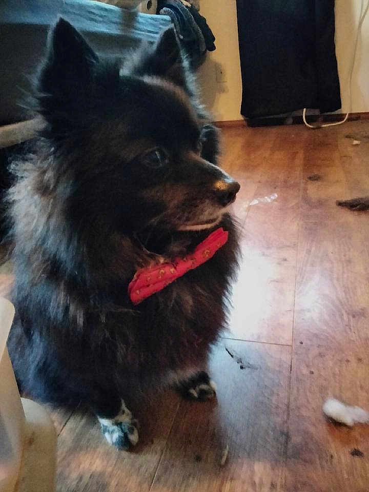 Bear