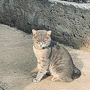 Gricko joined the competition — help win amazing prizes! alone, animal, cat, concrete, daylight, ears, feline, fur, grey_cat, mammal, outdoor, paw, pet, quiet, resting, sitting, stone_wall, sunlight, texture, whiskers