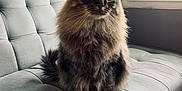 Messi joined the competition — help win amazing prizes! alert, animal, cat, couch, cozy, cute, domestic_animal, feline, fluffy, fur, furniture, gray, indoor, living_room, natural_light, pet, portrait, sitting, whiskers, window