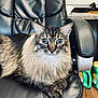 cat, fluffy, office_chair, black_leather, pet, indoor, animal, feline, fur, close_up, curious, eyes, paws, desk, cleaning_supplies, home_office, relaxed, sitting, portrait, domestic