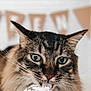 cat, tabby_cat, whiskers, green_eyes, cupcake, whipped_cream, sprinkles, close_up, celebration, banner, fur, pet, animal, cute, food, dessert, tongue, indoor, festive, blurred_background