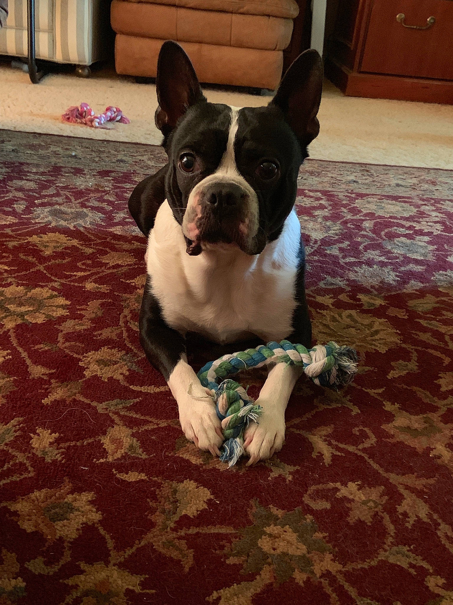 Brutus is registered to the contest to win money with this photo: boston_terrier, cabinetry, canidae, carnivore, comfort, companion_dog, dog, dog_breed, ear, fawn, flooring, hardwood, head, human_leg, snout, sporting_group, terrestrial_animal, whiskers, wood, working_animal