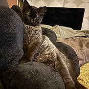 Onyx participe au concours pour gagner de l'argent avec cette photo : cat, kitten, black_cat, gray_fur, lounging, cushion, plush, indoor, cozy, relaxed, stretching, pet, feline, fur, paw, blanket, soft_lighting, home, resting, cute