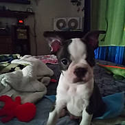 Max joined the competition — help win amazing prizes! puppy, dog, bed, blanket, toy, indoor, pet, fur, ears, cute, animal, sleeping_area, comfort, domestic, young, black_and_white, face, sitting, carpet, home