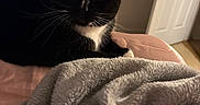 Gemini is registered to the contest to win money with this photo: animal, bed, black_and_white, blanket, cat, cozy, curious, door, eyes, furniture, home, indoor, pet, portrait, resting, room, soft_lighting, tuxedo_cat, wall_art, whiskers