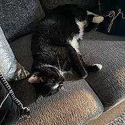 Gemini joined the competition — help win amazing prizes! cat, black_and_white_cat, couch, sofa, pillow, sunlight, indoor, pet, relaxing, feline, whiskers, cozy, fur, home, comfort, resting, decor, textile, living_room, animal