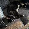 cat, black_and_white_cat, couch, sofa, pillow, sunlight, indoor, pet, relaxing, feline, whiskers, cozy, fur, home, comfort, resting, decor, textile, living_room, animal