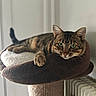 Moka a rejoint le concours — aidez-le/la à gagner de superbes lots ! cat, cat_tree, feline, green_eyes, home, indoors, lying_down, paw, pet, pet_bed, portrait, radiator, relaxed, soft_furniture, striped_fur, tabby, tail, upright_ears, whiskers, window