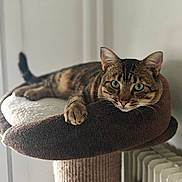 Moka participe au concours pour gagner de l'argent avec cette photo : animal, cat, cat_tree, close_up, cushion, feline, green_eyes, home, indoor, lying_down, paw, pet, portrait, radiator, relaxed, scratching_post, striped_fur, tabby_cat, whiskers, window