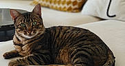 Moka a rejoint le concours — aidez-le/la à gagner de superbes lots ! cat, tabby, feline, pet, animal, portrait, indoors, living_room, sofa, couch, cushions, striped_fur, green_eyes, whiskers, ears, tail, lying_down, relaxed, home_decor, photography