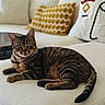 cat, tabby, feline, pet, animal, portrait, indoors, living_room, sofa, couch, cushions, striped_fur, green_eyes, whiskers, ears, tail, lying_down, relaxed, home_decor, photography