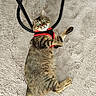 Moka participe au concours pour gagner de l'argent avec cette photo : cat, tabby_cat, pet, animal, feline, striped_fur, green_eyes, red_harness, lying_down, relaxed, playful, indoors, carpet, plush_carpet, chair_legs, furniture, close_up, portrait, whiskers, cute