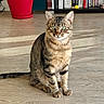 cat, tabby_cat, pet, animal, sitting, portrait, green_eyes, striped_fur, whiskers, ears, indoor, wooden_floor, bookshelf, books, houseplant, red_pot, living_room, rug, long_tail, photography