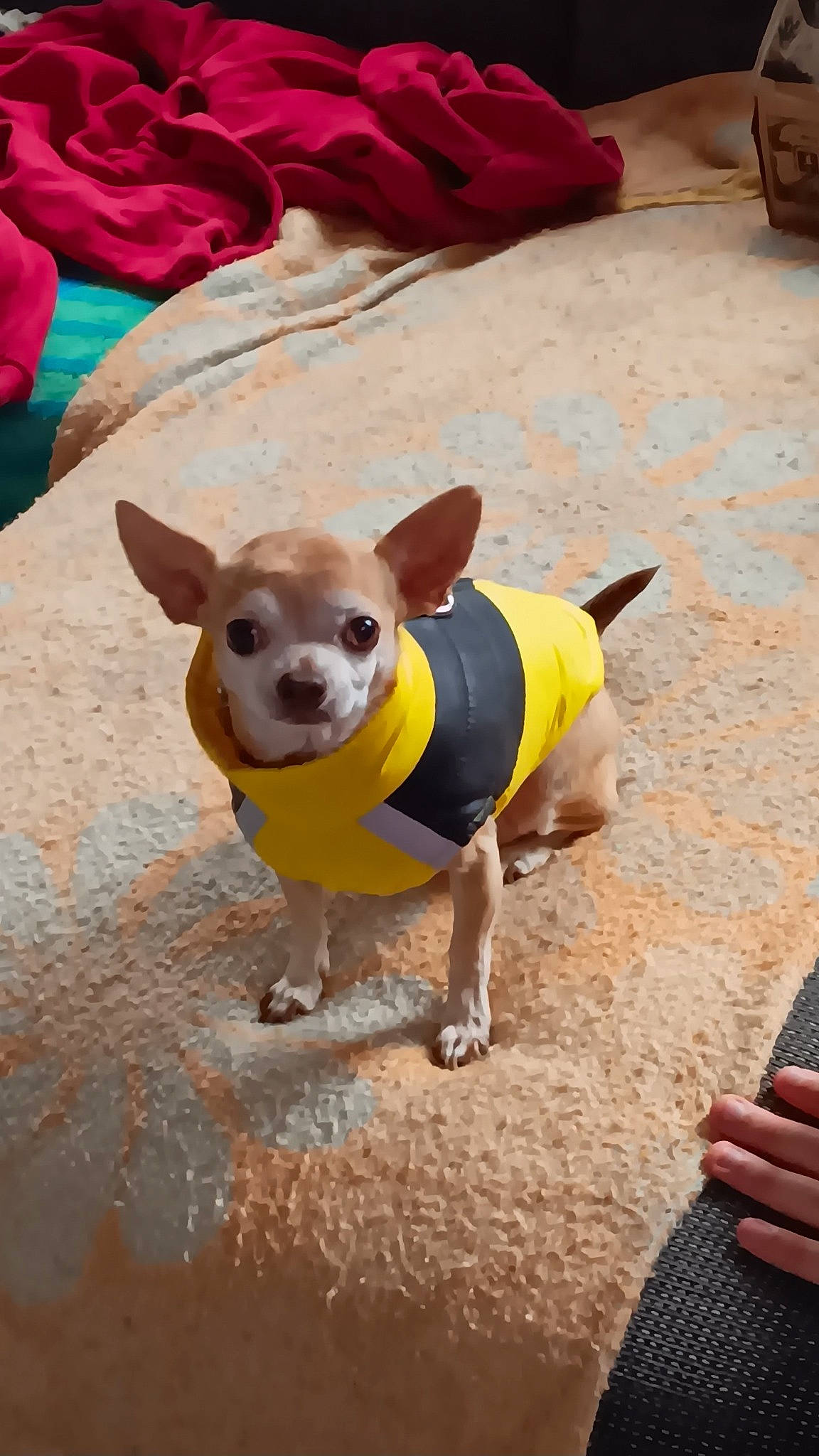 Snoopy a rejoint le concours — aidez-le/la à gagner de superbes lots ! canidae, carnivore, chihuahua, collar, companion_dog, dog, dog_breed, dog_clothes, dog_supply, dog_toy, fawn, fur, paw, pet_supply, snout, sporting_group, tail, toy_dog, whiskers, working_animal