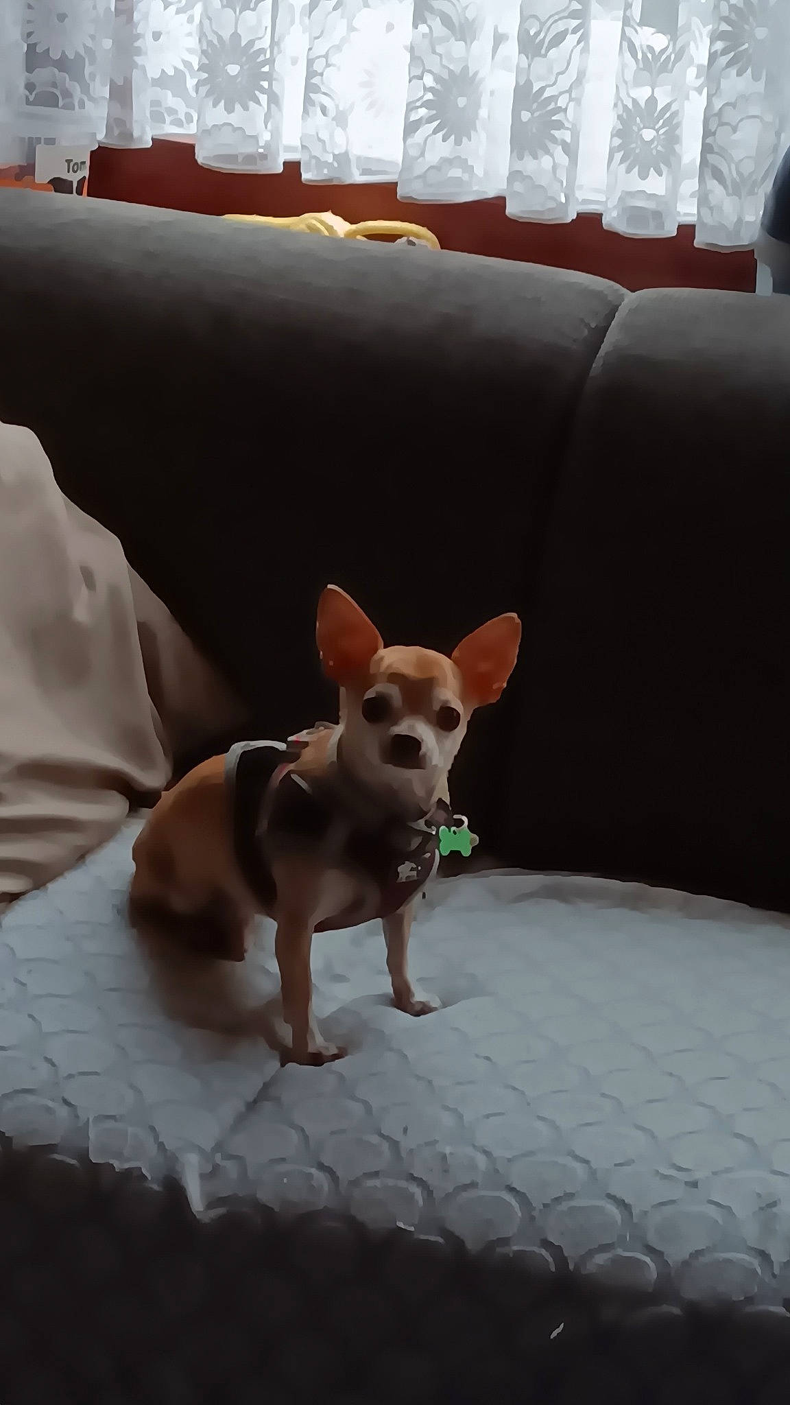 Snoopy participe au concours pour gagner de l'argent avec cette photo : canidae, carnivore, chihuahua, comfort, companion_dog, couch, dog, dog_breed, dog_supply, ear, fawn, mammal, russkiy_toy, snout, sporting_group, tail, terrestrial_animal, toy_dog, whiskers, working_animal