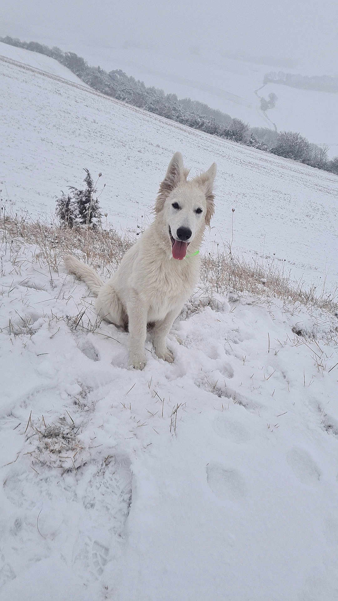 Urka participe au concours pour gagner de l'argent avec cette photo : dog, white_dog, snow, winter, outdoor, field, happy, tongue_out, ears_up, snowy_landscape, nature, animal, pet, cold, frost, grass, sitting, daytime, canine, playful