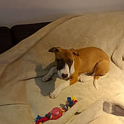 Xena a rejoint le concours — aidez-le/la à gagner de superbes lots ! animal, ball, blanket, brown, couch, cozy, cute, dog, fur, home, indoor, lying_down, pet, playful, puppy, relaxed, rope_toy, toy, white, young_dog