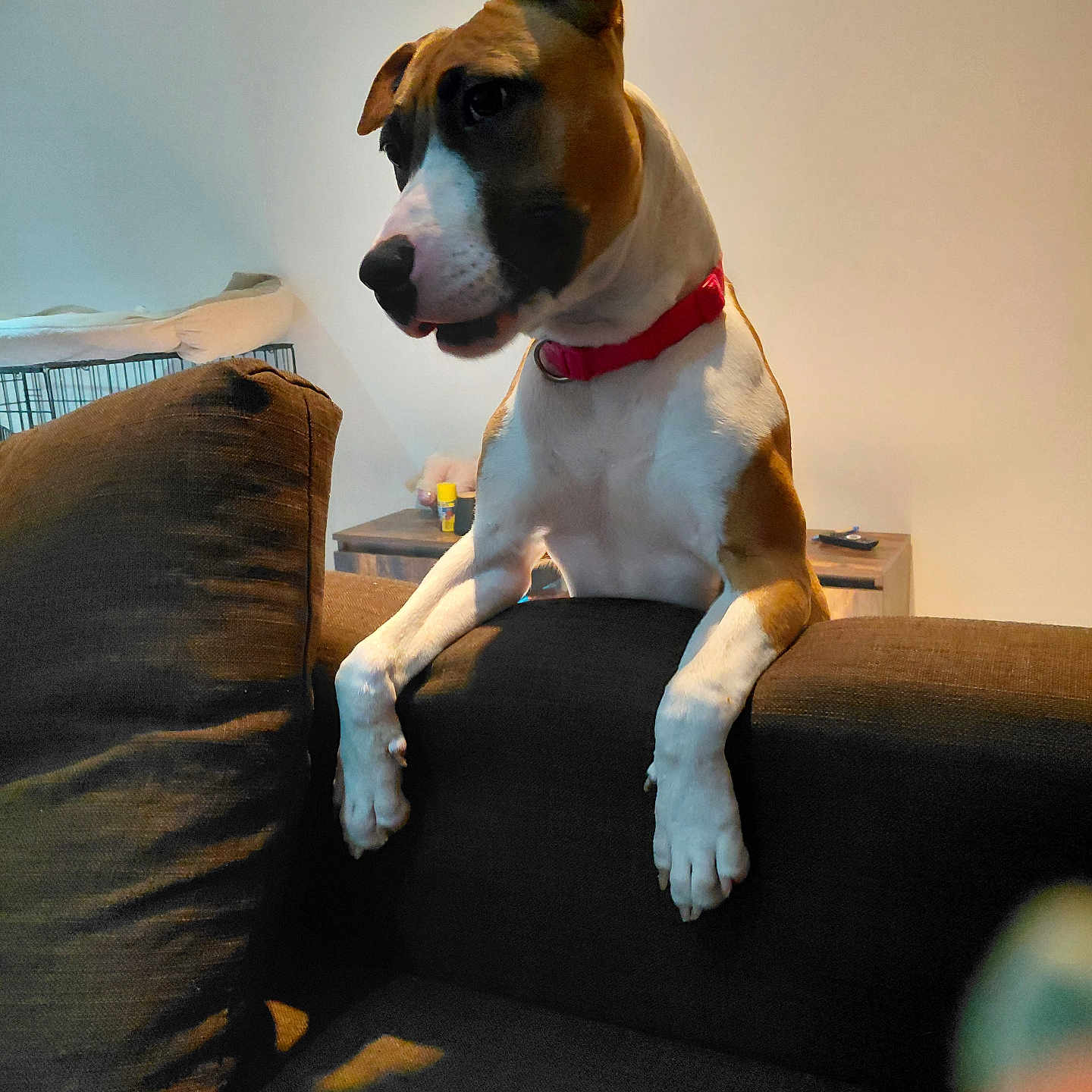 Fibie participe au concours pour gagner de l'argent avec cette photo : dog, collar, couch, indoor, pet, brown, white, furniture, crate, table, animal, canine, looking, curious, ears, snout, paws, living_room, domestic, household