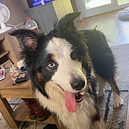 Louie joined the competition — help win amazing prizes! dog, indoor, living_room, tongue_out, heterochromia, black_and_white_fur, brown_fur, carpet, coffee_table, fish_tank, window, natural_light, fan, bottle, boots, carpet_pattern, pet, happy, curious, fur