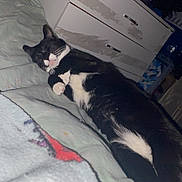 Felix is registered to the contest to win money with this photo: cat, sleeping, bed, blanket, indoor, furniture, dresser, cozy, black_and_white_cat, pet, resting, cute, domestic_animal, feline, comfort, relaxation, animal, home, soft, nap