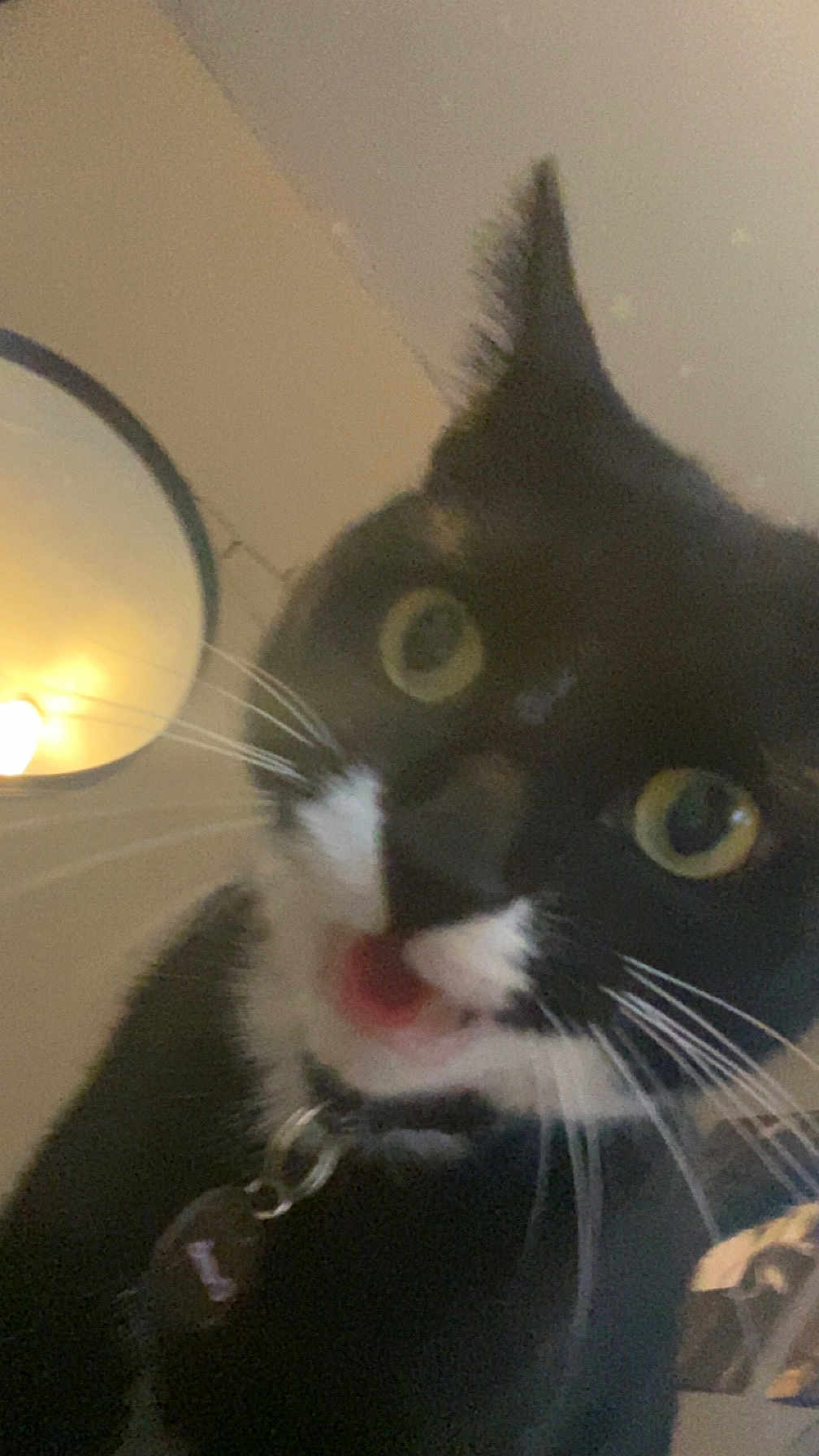 Felix