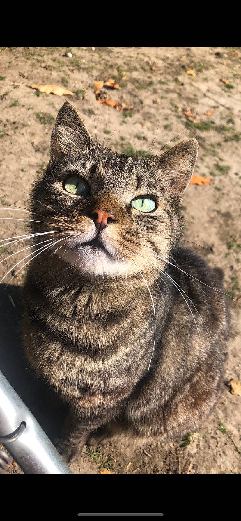 Django participe au concours pour gagner de l'argent avec cette photo : carnivore, cat, close_up, domestic_short_haired_cat, door, felidae, fur, grass, small_to_medium_sized_cats, snout, soil, terrestrial_animal, tree, whiskers, wildlife, window