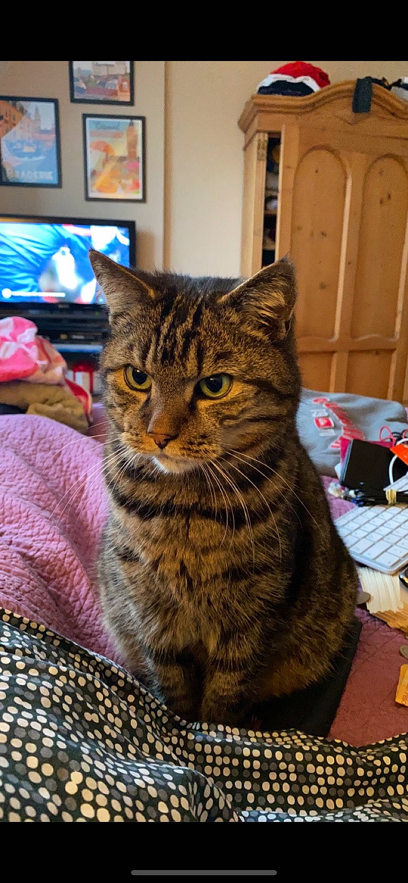 Django a rejoint le concours — aidez-le/la à gagner de superbes lots ! carnivore, cat, cat_supply, comfort, domestic_short_haired_cat, door, felidae, fur, pattern, picture_frame, small_to_medium_sized_cats, snout, television, terrestrial_animal, whiskers