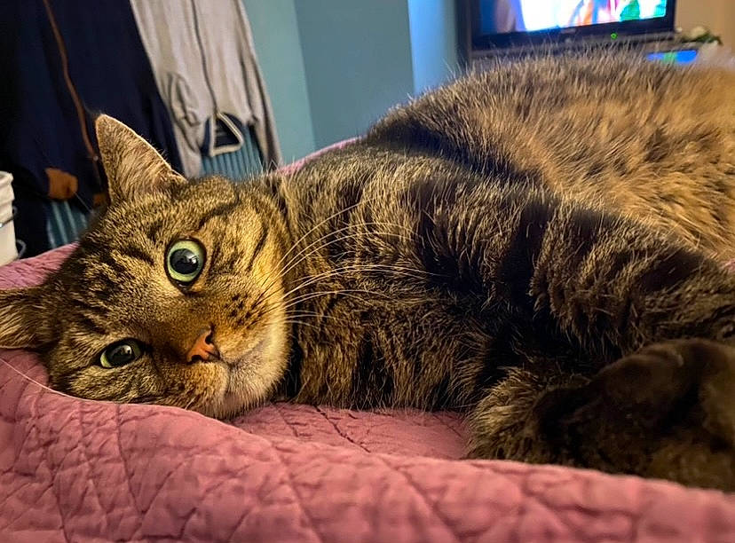 Django participe au concours pour gagner de l'argent avec cette photo : carnivore, cat, cat_supply, claw, comfort, domestic_short_haired_cat, felidae, fur, paw, sitting, small_to_medium_sized_cats, snout, tail, terrestrial_animal, whiskers, wildlife