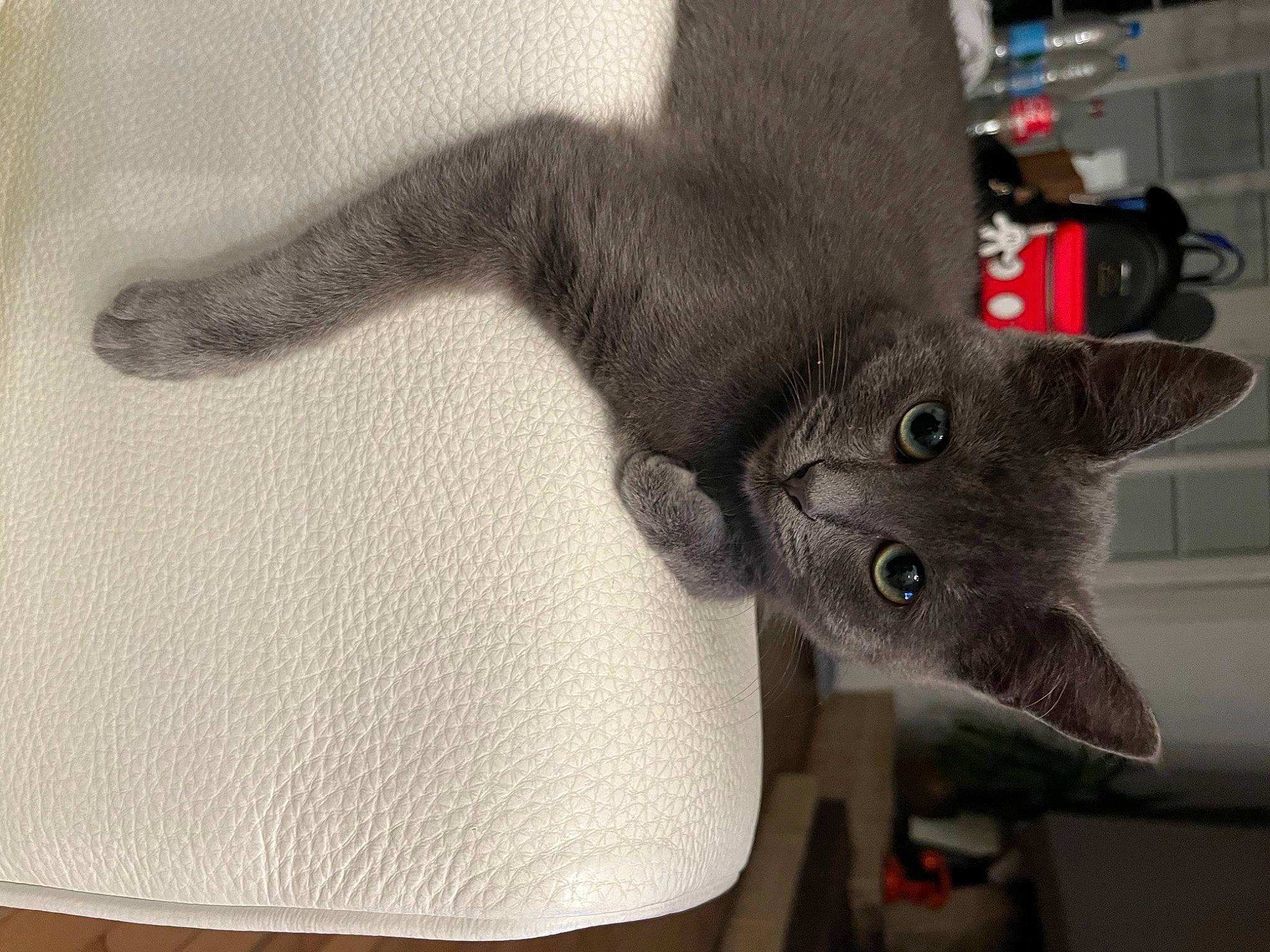 Lucette a rejoint le concours — aidez-le/la à gagner de superbes lots ! carnivore, cat, claw, comfort, domestic_short_haired_cat, ear, felidae, fur, gesture, grey, paw, plant, russian_blue, small_to_medium_sized_cats, snout, tail, tree, whiskers