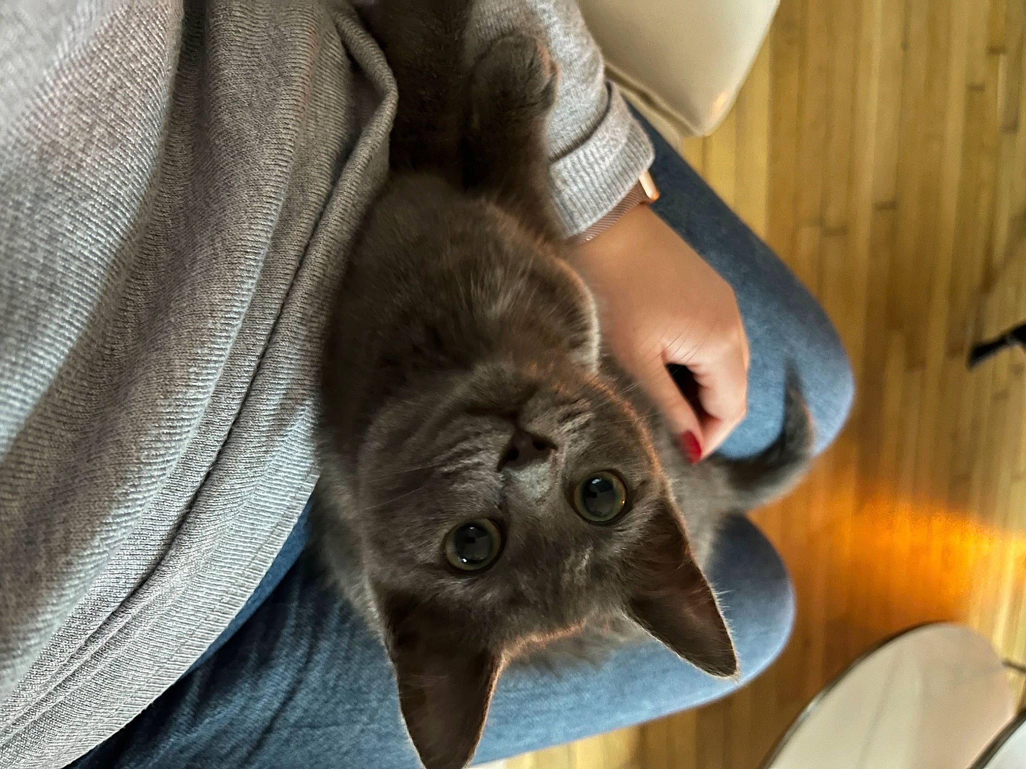 Lucette participe au concours pour gagner de l'argent avec cette photo : canidae, carnivore, claw, comfort, companion_dog, dog_breed, domestic_short_haired_cat, fawn, felidae, foot, fur, grey, nail, russian_blue, sleeve, small_to_medium_sized_cats, snout, sporting_group, whiskers, working_animal