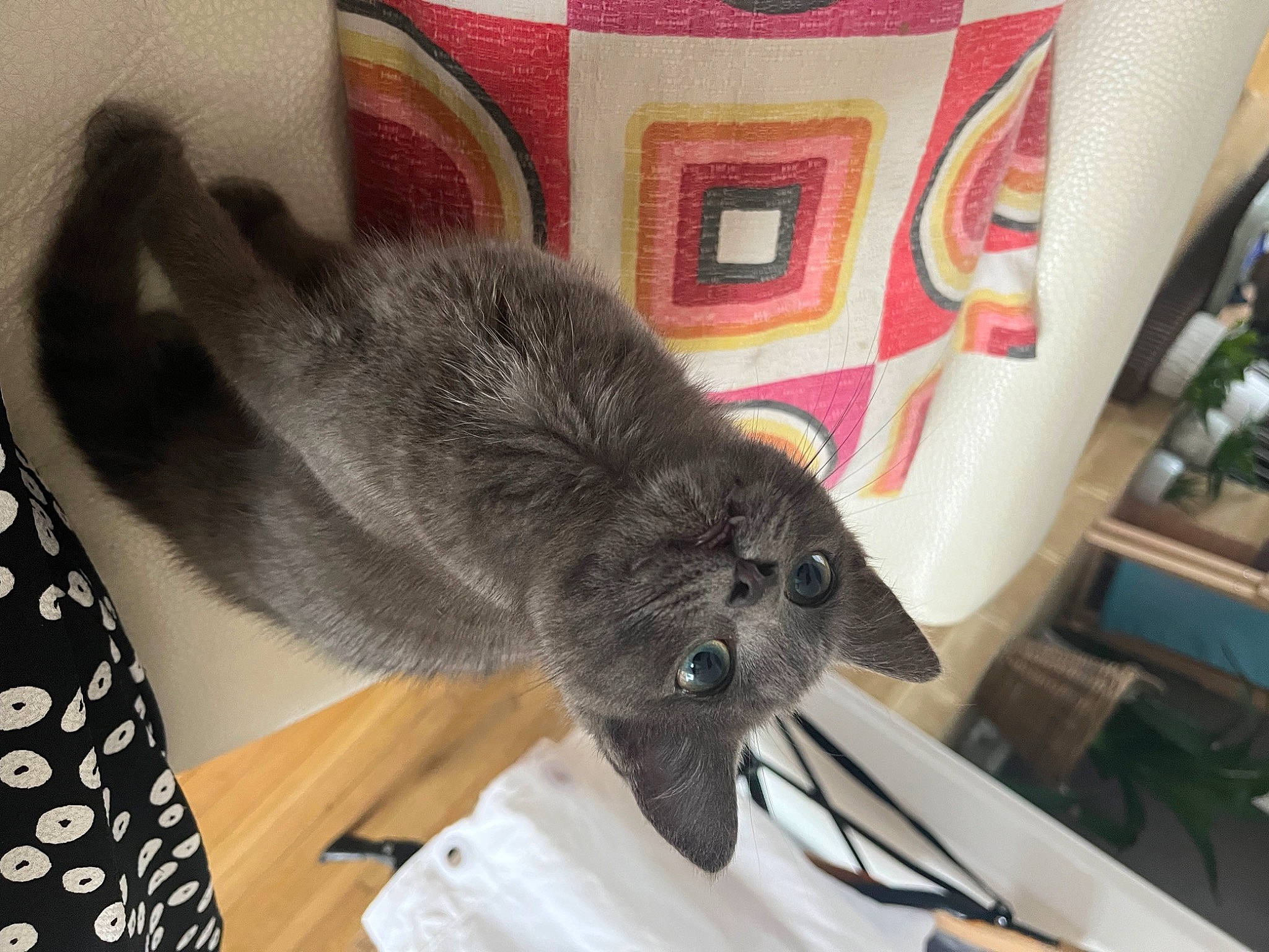 Lucette participe au concours pour gagner de l'argent avec cette photo : canidae, carnivore, claw, comfort, companion_dog, dog_breed, domestic_rabbit, domestic_short_haired_cat, felidae, flooring, fur, grey, rabbit, rabbits_and_hares, small_to_medium_sized_cats, snout, sporting_group, stuffed_toy, tail, whiskers