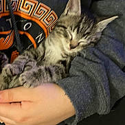 Moglee joined the competition — help win amazing prizes! kitten, cat, sleeping, tabby, stripes, paw, whiskers, hand, hoodie, sweatshirt, cozy, lap, pet, indoor, close_up, portrait, fur, cuddle, resting, cute