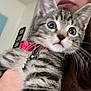 kitten, cat, tabby, pet, collar, bell, close_up, wide_eyes, whiskers, fur, stripes, hand_holding, person_partial, indoor, home, portrait, blurred_background, cute, candid, necklace