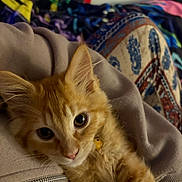Joey joined the competition — help win amazing prizes! kitten, cat, orange_cat, ginger_cat, pet, kitten_face, close_up, eyes, whiskers, ears, fur, collar, bell, cozy, blanket, hoodie, zipper, indoor, portrait, adorable