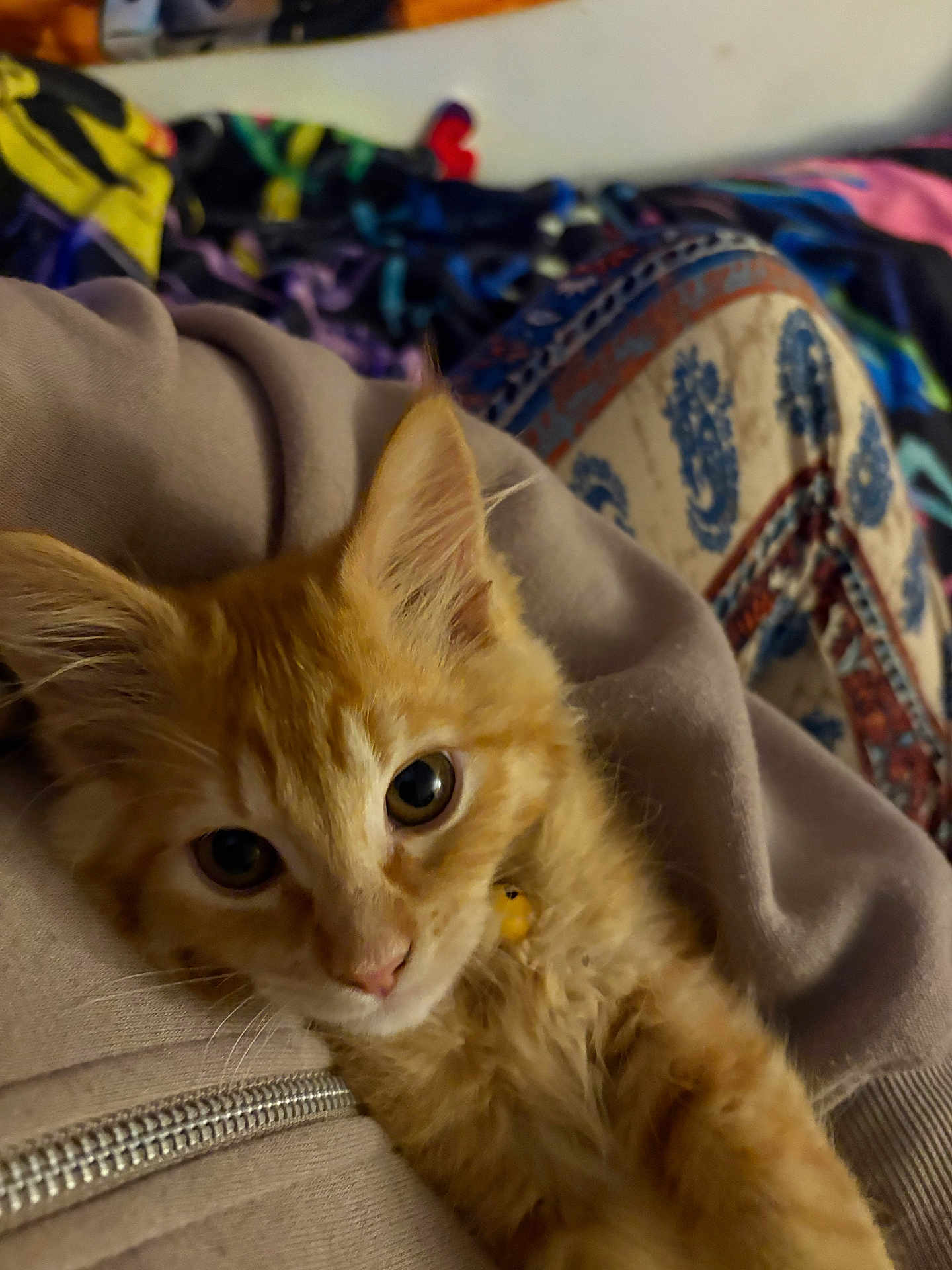 Joey joined the competition — help win amazing prizes! kitten, cat, orange_cat, ginger_cat, pet, kitten_face, close_up, eyes, whiskers, ears, fur, collar, bell, cozy, blanket, hoodie, zipper, indoor, portrait, adorable