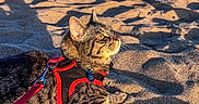 Yuki participe au concours pour gagner de l'argent avec cette photo : cat, tabby, harness, beach, sand, sea, sky, sunlight, shadow, outdoor, pet, animal, leash, relaxing, nature, sunset, water, feline, daylight, vacation