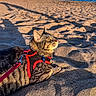 cat, tabby, harness, beach, sand, sea, sky, sunlight, shadow, outdoor, pet, animal, leash, relaxing, nature, sunset, water, feline, daylight, vacation