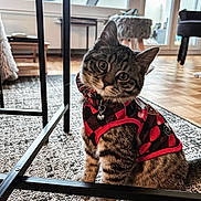 Yuki a rejoint le concours — aidez-le/la à gagner de superbes lots ! cat, kitten, tabby, pet, indoors, vest, red_black_checkered, bell, curious, head_tilt, floor, rug, furniture, table, metal_frame, wooden_floor, window, natural_light, cozy, home