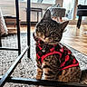 cat, kitten, tabby, pet, indoors, vest, red_black_checkered, bell, curious, head_tilt, floor, rug, furniture, table, metal_frame, wooden_floor, window, natural_light, cozy, home