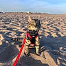 cat, tabby, sand, beach, harness, leash, sunlight, outdoor, animal, pet, feline, sky, nature, daytime, curious, sitting, shadow, texture, landscape, vacation