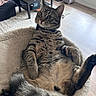 cat, tabby, pet, animal, indoor, fur, relaxed, cozy, cat_bed, living_room, curious, whiskers, ears, tail, furniture, floor, plant, window, cushion, domestic_cat