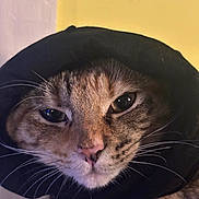 Bubbles is registered to the contest to win money with this photo: cat, close_up, animal, pet, fur, whiskers, face, portrait, indoor, black_cloth, hood, tabby, cute, muzzle, eyes, nose, domestic_cat, feline, expression, soft_light