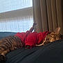 Bubbles is registered to the contest to win money with this photo: cat, tabby, sleeping, bed, red_hoodie, clothing, curtains, window, indoor, cozy, pet, animal, feline, resting, soft_light, fabric, cute, domestic, relaxation, reindeer_antler