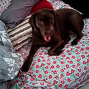 Ginger joined the competition — help win amazing prizes! dog, bed, pillow, floral_bedspread, brown_dog, indoor, pet, resting, canine, blanket, fabric, striped_pillow, red, green, white, comfortable, animal, fur, sleepy, domestic