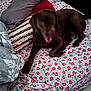 dog, bed, pillow, floral_bedspread, brown_dog, indoor, pet, resting, canine, blanket, fabric, striped_pillow, red, green, white, comfortable, animal, fur, sleepy, domestic