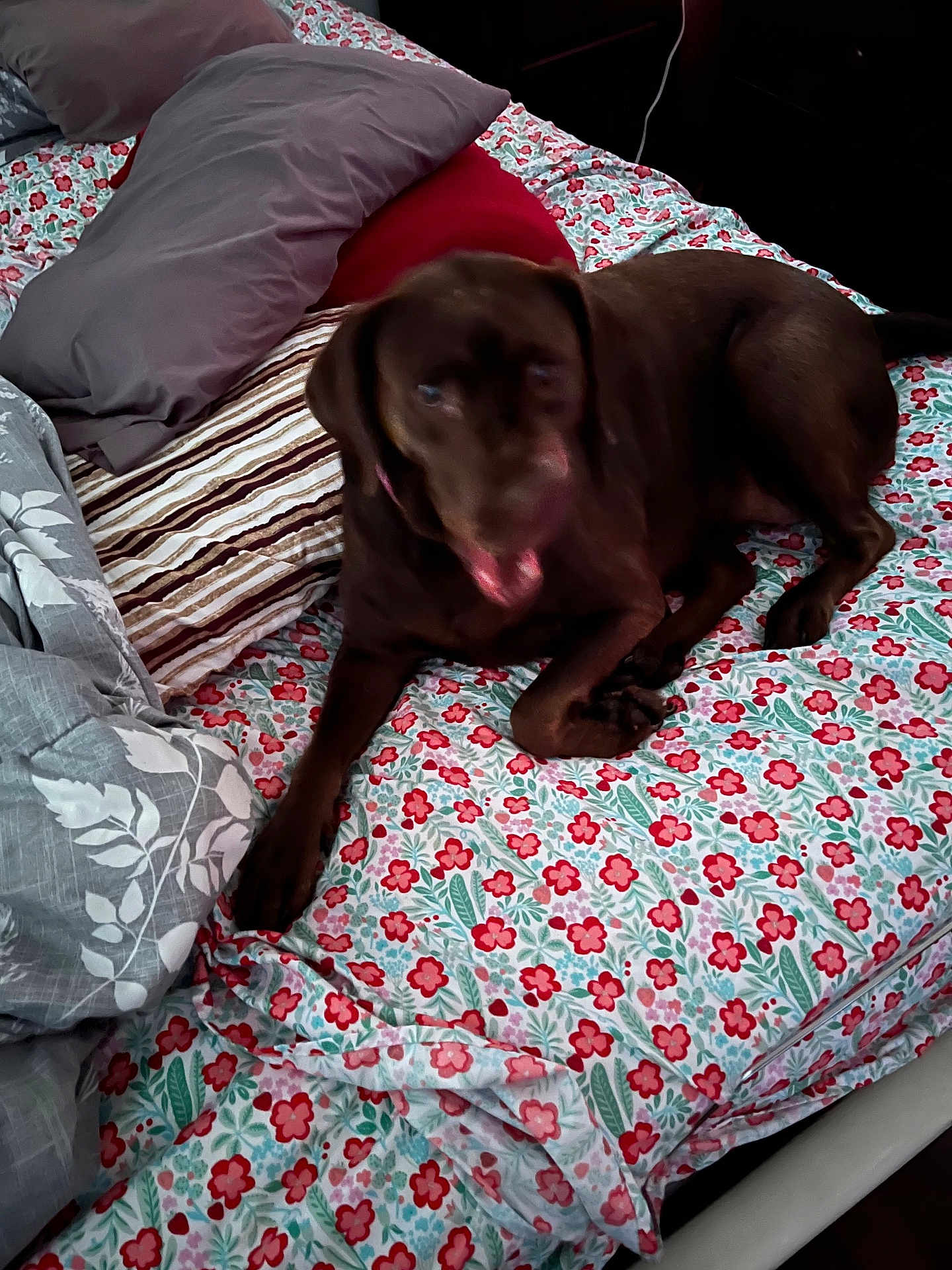 Ginger joined the competition — help win amazing prizes! dog, bed, pillow, floral_bedspread, brown_dog, indoor, pet, resting, canine, blanket, fabric, striped_pillow, red, green, white, comfortable, animal, fur, sleepy, domestic