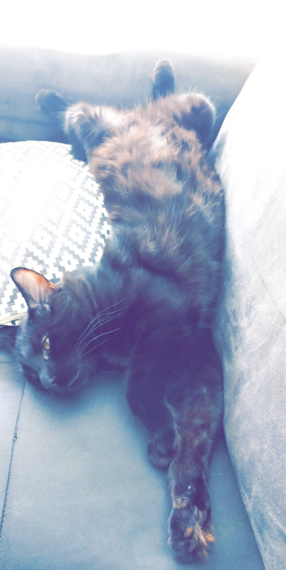 Baloo participe au concours pour gagner de l'argent avec cette photo : black_cat, carnivore, cat, claw, cloud, domestic_short_haired_cat, electric_blue, eye, felidae, fur, human_leg, meteorological_phenomenon, paw, plant, sky, small_to_medium_sized_cats, snout, tail, whiskers, winter